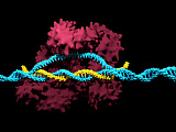 Технологию CRISP-Cas использована для удаления ДНК ВИЧ из инфицированных клеток